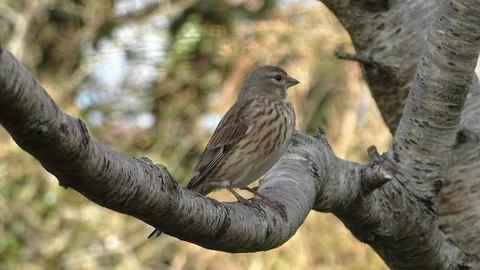 Sparrow Bird Stock Footage 229760278