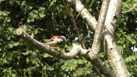 Sparrow Bird Video stock 229760285