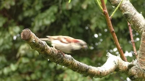 Sparrow Bird Stock Footage 229760294