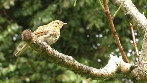 Sparrow Bird Stock Footage 229760297