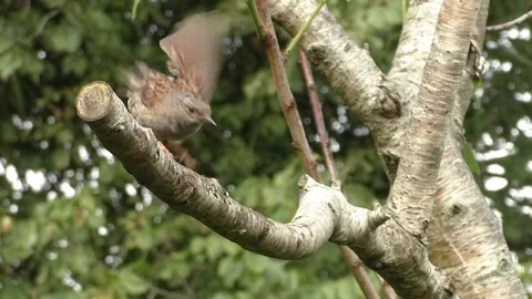Sparrow Bird Video stock 229760305
