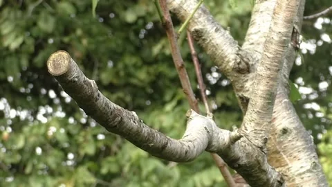 Sparrow Bird Stock Footage 229760321