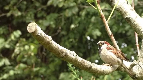 Sparrow Bird Video stock 229760324