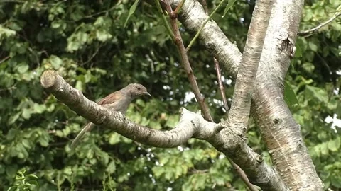 Sparrow Bird Video stock 229760325