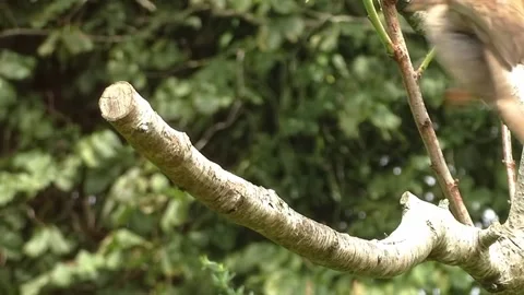 Sparrow Bird Stock Footage 229760335