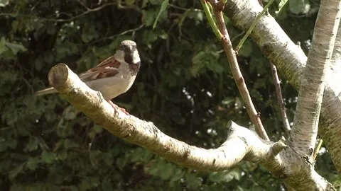 Sparrow Bird Stock Footage 229760340