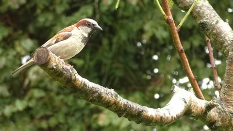 Sparrow Bird Stock Footage 229760348