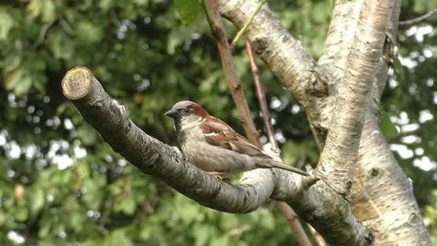 Sparrow Bird Stock Footage 229760349