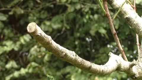 Sparrow Bird Stock Footage 229760352
