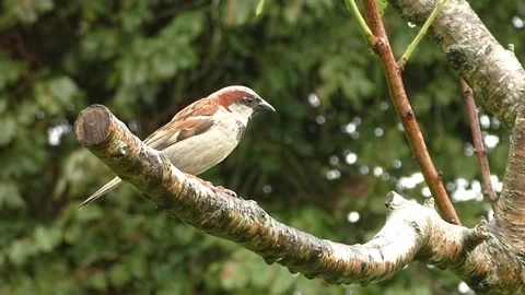 Sparrow Bird Stock Footage 229760355