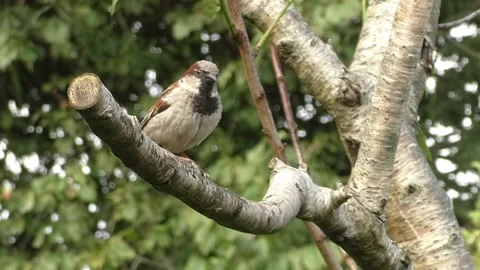 Sparrow Bird Video stock 229760360