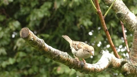 Sparrow Bird Stock Footage 229760369