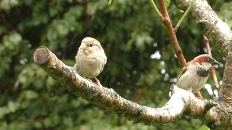 Sparrow Bird Stock Footage 229760375