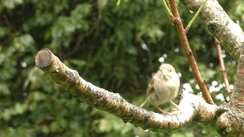 Sparrow Bird Video stock 229760376