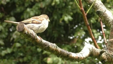 Sparrow Bird Stock Footage 229760383