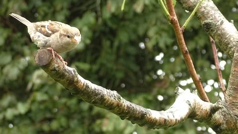 Sparrow Bird Stock Footage 229760389