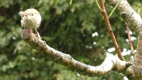 Sparrow Bird Video stock 229760391
