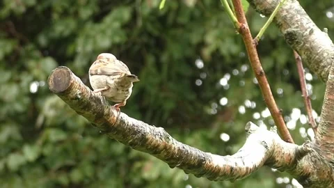Sparrow Bird Stock Footage 229760393