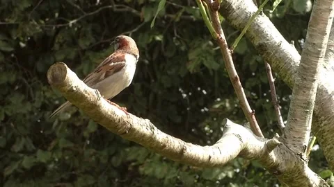 Sparrow Bird Stock Footage 229760394