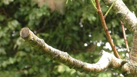 Sparrow Bird Stock Footage 229760396