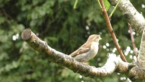 Sparrow Bird Stock Footage 229760404
