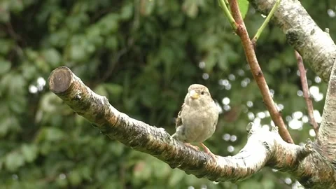 Sparrow Bird Video stock 229760405