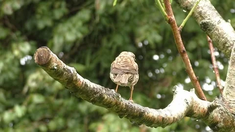 Sparrow Bird Stock Footage 229760413