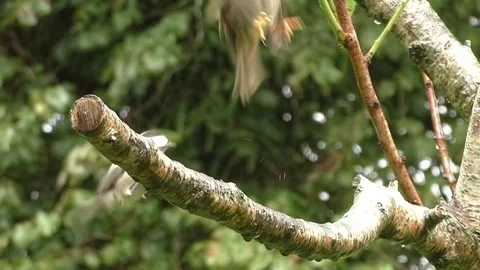 Sparrow Bird Stock Footage 229760416