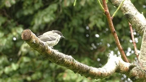 Sparrow Bird Stock Footage 229760426