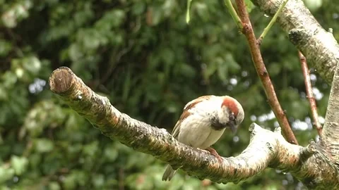 Sparrow Bird Video stock 229760428