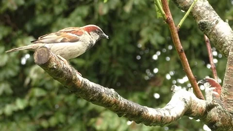 Sparrow Bird Video stock 229760436