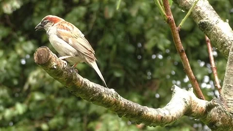 Sparrow Bird Stock Footage 229760438