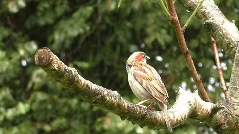 Sparrow Bird Stock Footage 229760442