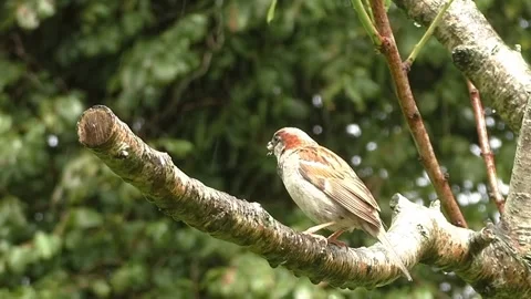 Sparrow Bird Stock Footage 229760443