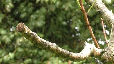 Sparrow Bird Stock Footage 229760447