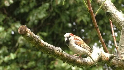 Sparrow Bird Stock Footage 229760451