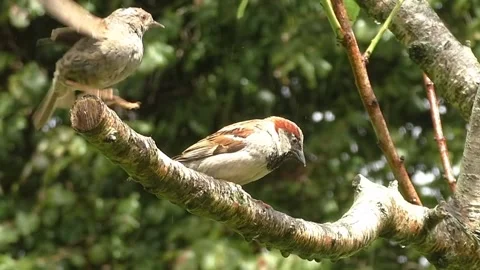 Sparrow Bird Stock Footage 229760456