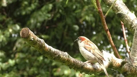 Sparrow Bird Video stock 229760459