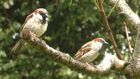 Sparrow Bird Stock Footage 229760465