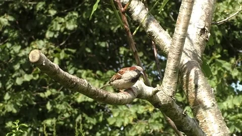 Sparrow Bird Stock Footage 229760469