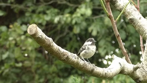 Sparrow Bird Stock Footage 229760477