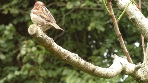 Sparrow Bird Stock Footage 229760487