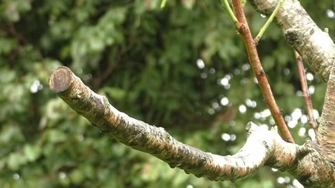 Sparrow Bird Stock Footage 229760494