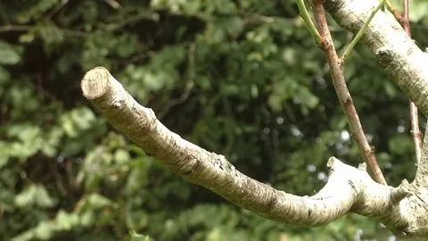 Sparrow Bird Stock Footage 229760505