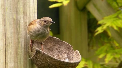 Sparrow Bird Stock Footage 229760513