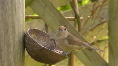 Sparrow Bird Stock Footage 229760520