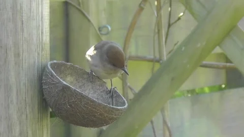 Sparrow Bird Stock Footage 229760522