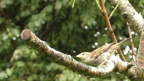 Sparrow Bird Stock Footage 229760533
