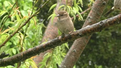 Sparrow Bird Video stock 229760537