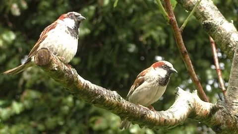 Sparrow Bird Stock Footage 229760543